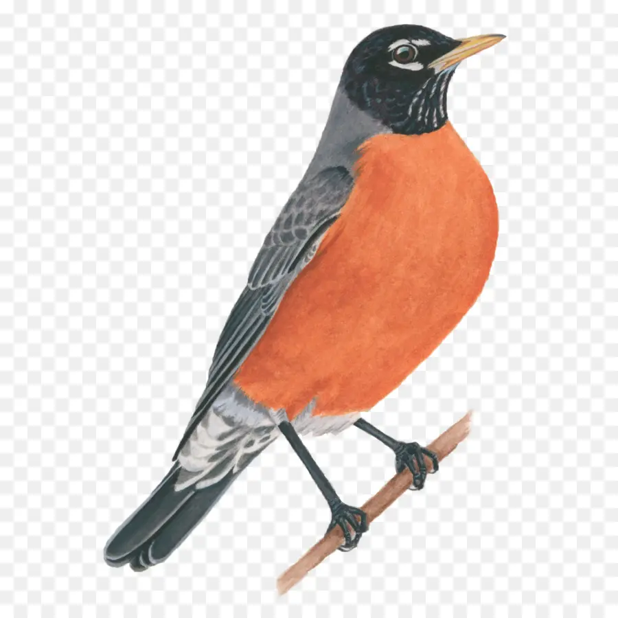 Aves，Europeia Robin PNG