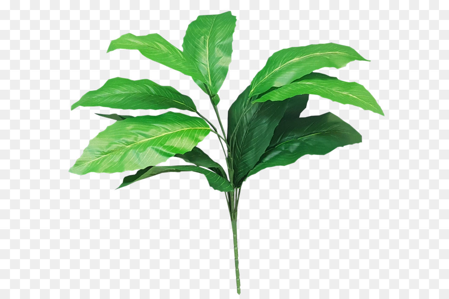 Planta Verde，Folhas PNG