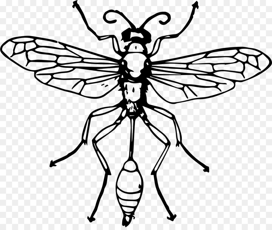 Abelha，Hymenopterans PNG