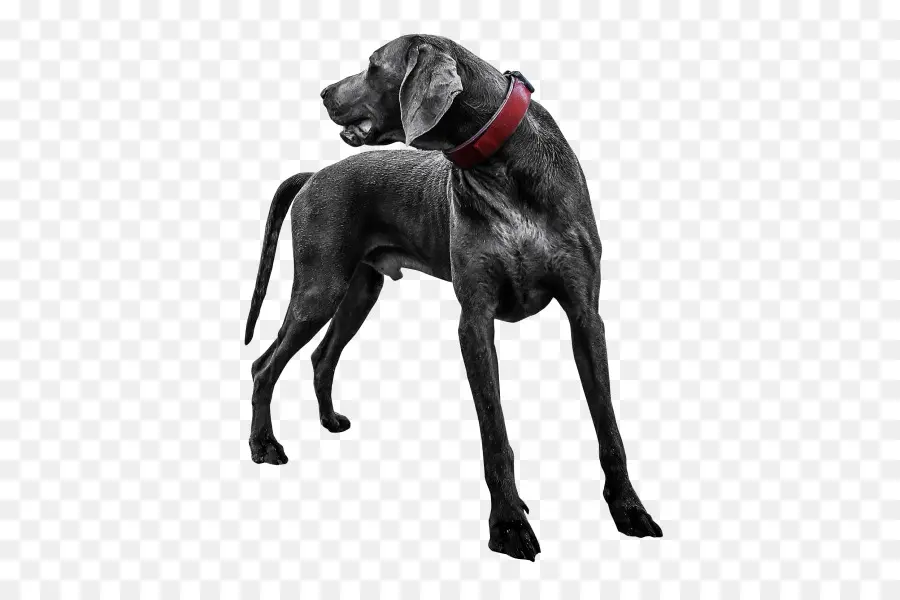 Labrador Retriever，Great Dane PNG