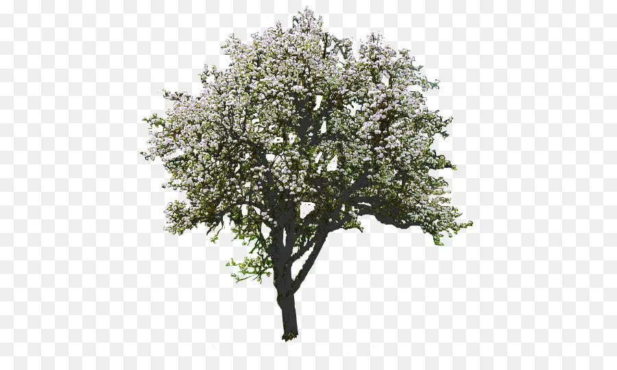árvore，Magnolia PNG