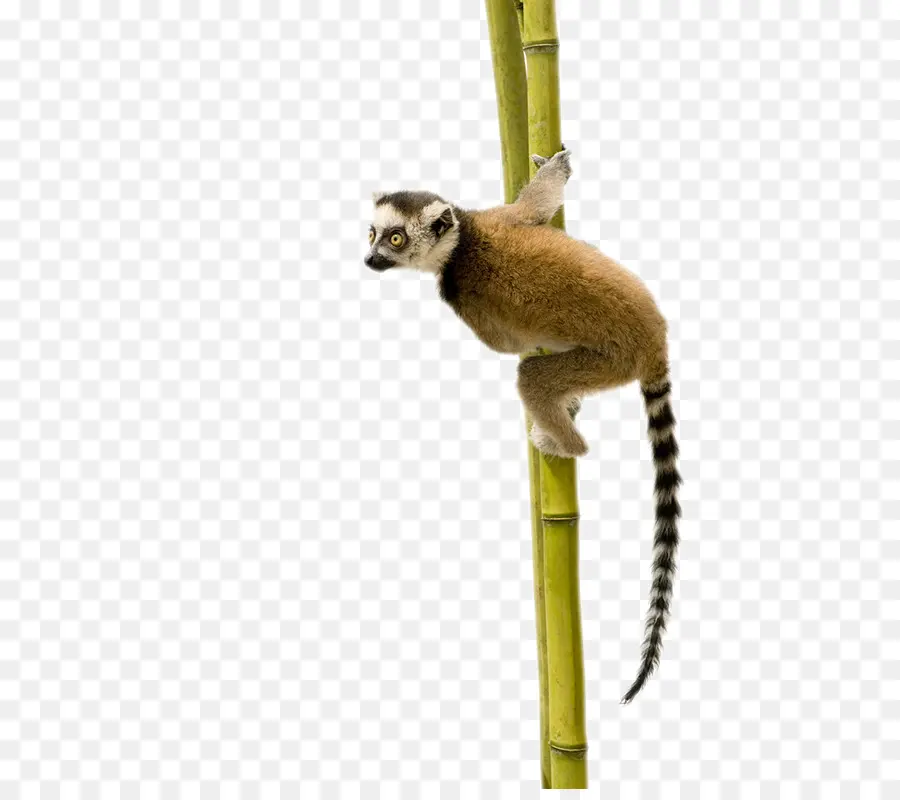 Lemur，De Primatas PNG