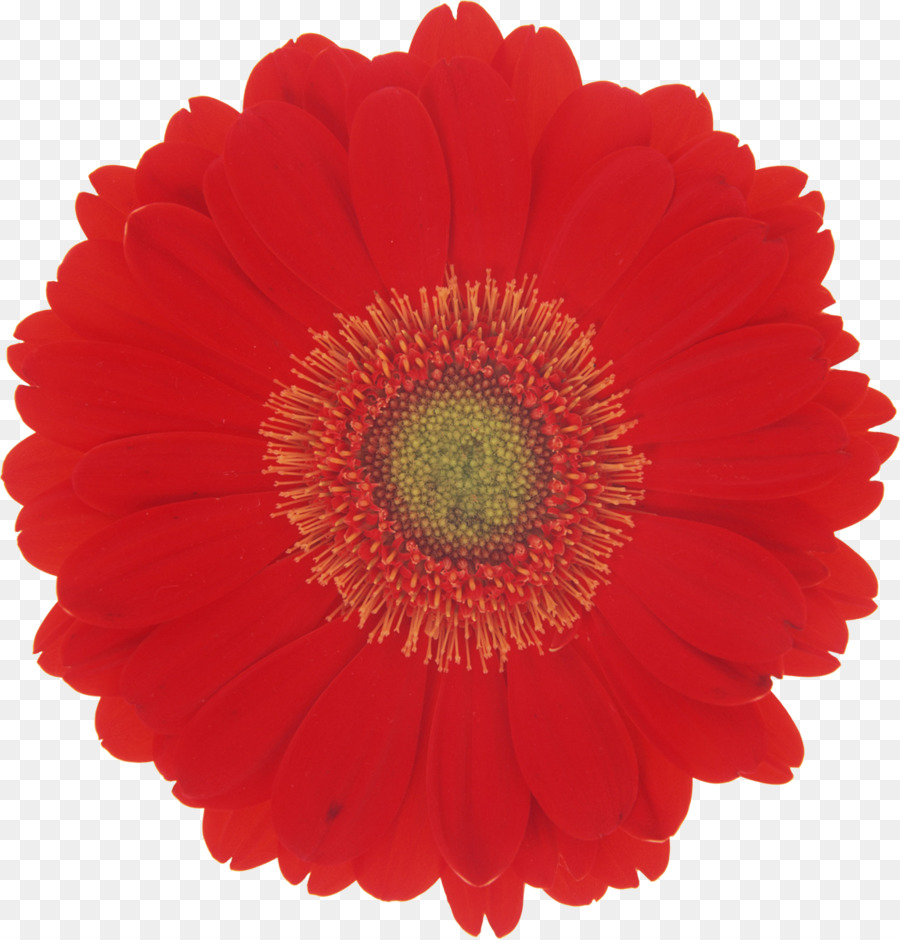 Flor Vermelha，Flor PNG