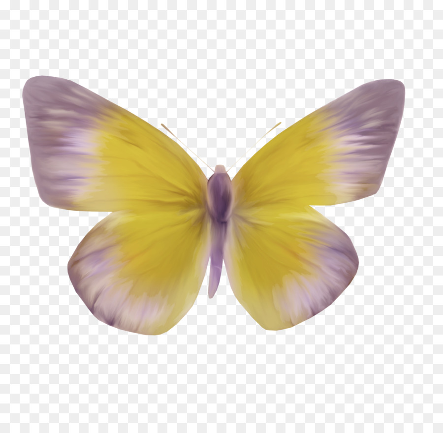 Borboleta，Amarelo PNG