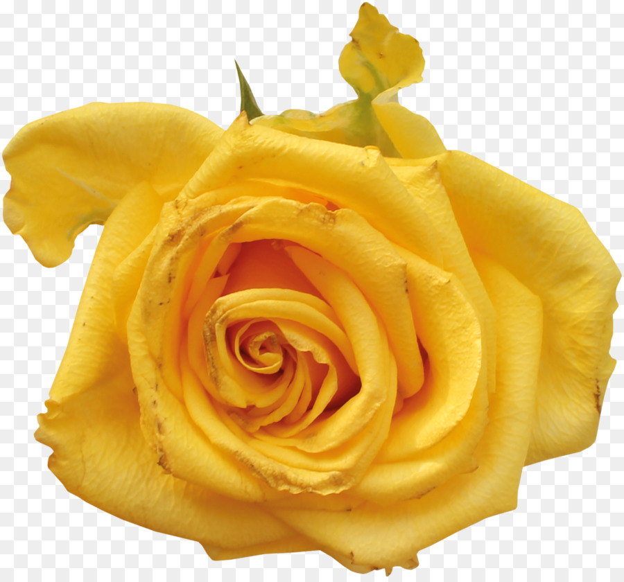 Rosa Branca，Florescer PNG