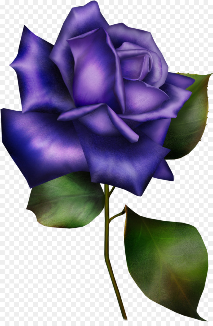 Rosa Roxa，Florescer PNG