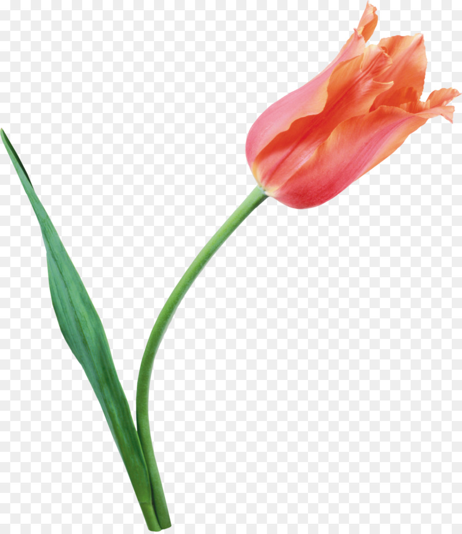 Tulipa，Plantar PNG