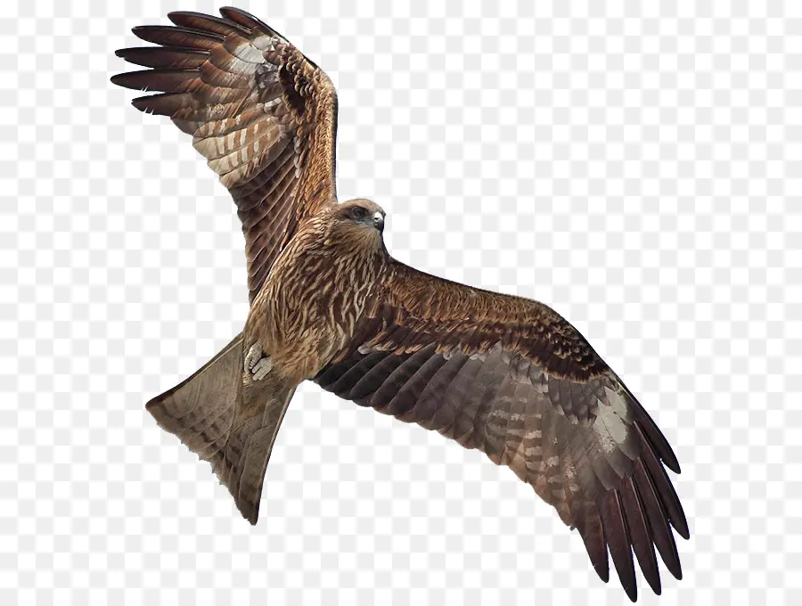 Aves，Kite PNG