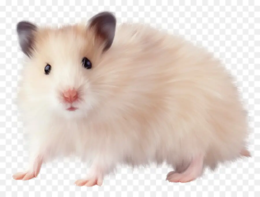 Hamster，Roedores PNG