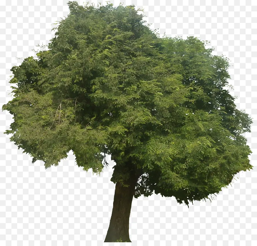 Árvore Verde，Natureza PNG