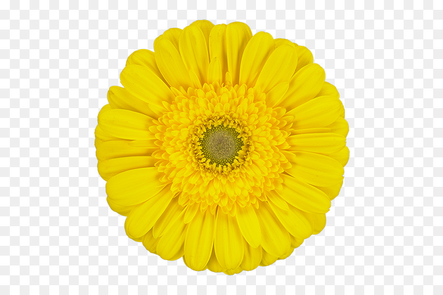 Amarelo，Transvaal Daisy PNG