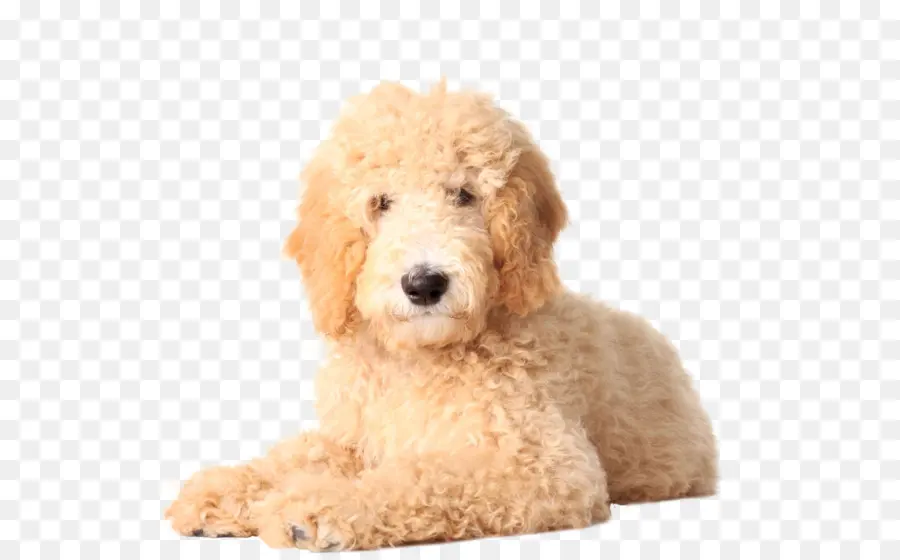 Goldendoodle，Golden Retriever PNG