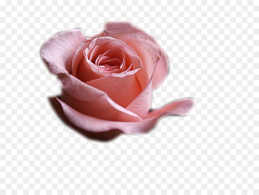 Rosa Pêssego，Florescer PNG