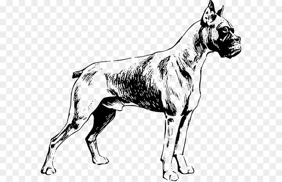 Esboço De Cachorro，Canino PNG