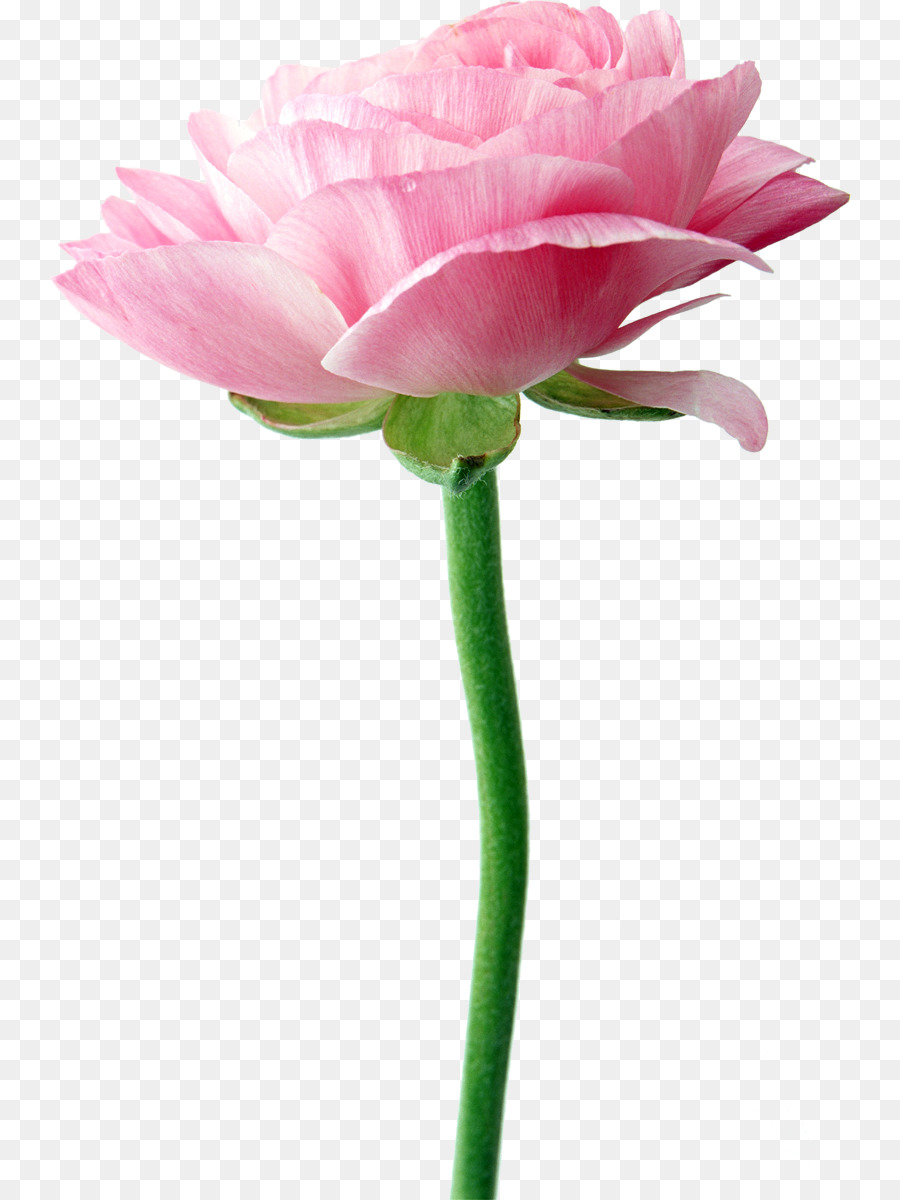 Flor Rosa，Flor PNG