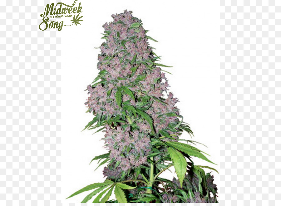 Bud，A Cannabis Sativa PNG