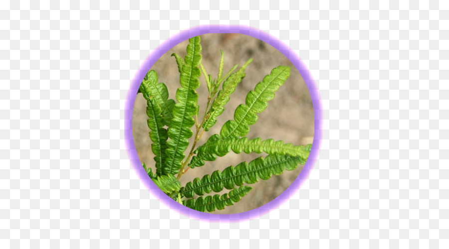 Sweetfern，Fern PNG