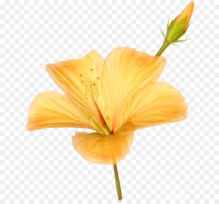 Flor Amarela，Florescer PNG