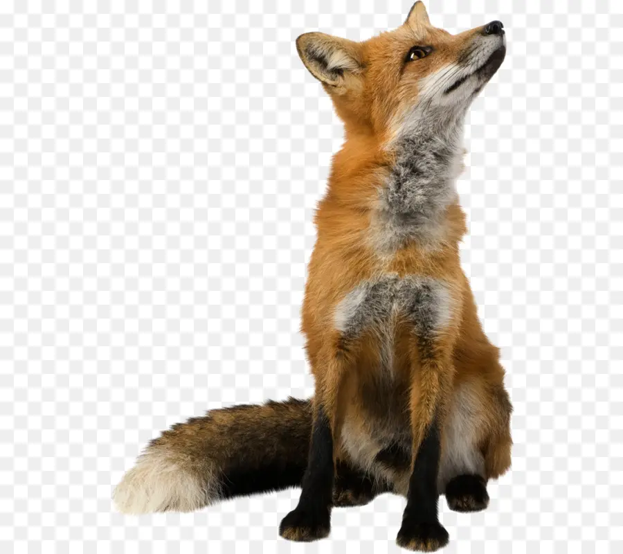 Fox，Papel De Parede Da área De Trabalho PNG