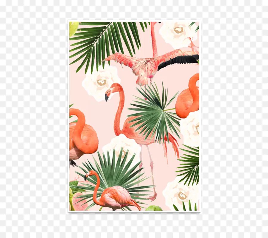 Flamingos，Pássaros PNG