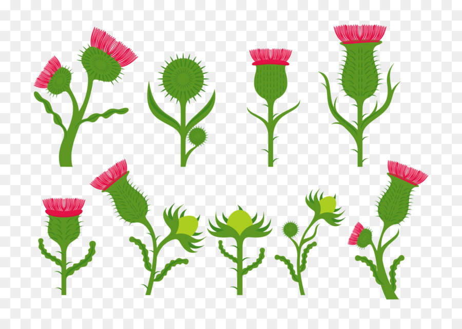 Flor，Thistle PNG