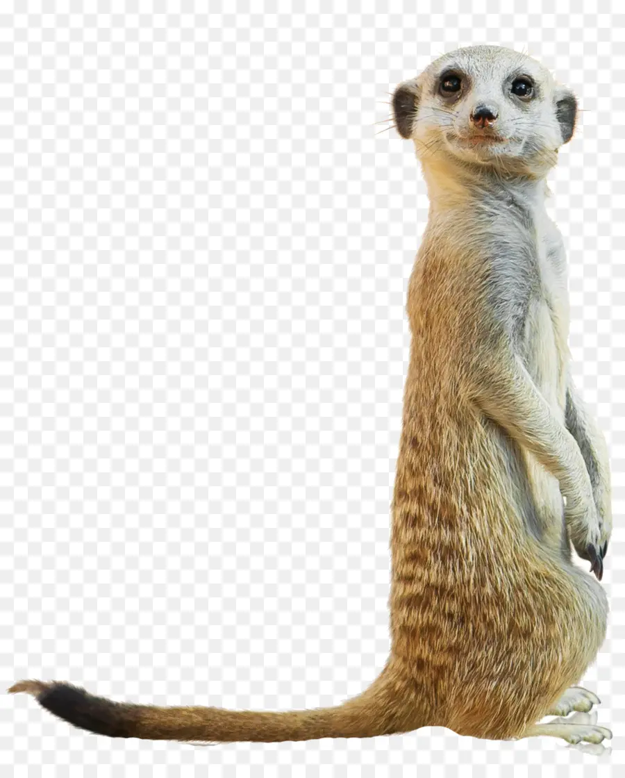 Meerkat，Zoológico De San Diego PNG