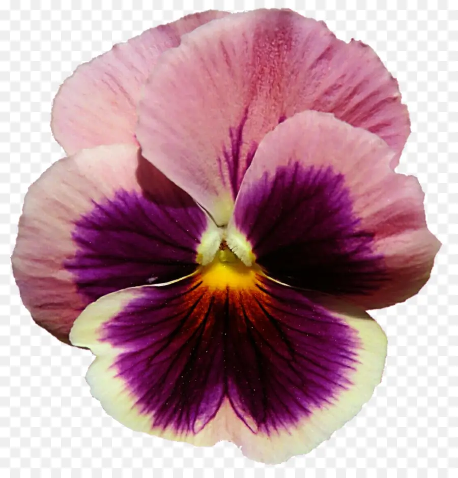 Pansy，Roxo PNG