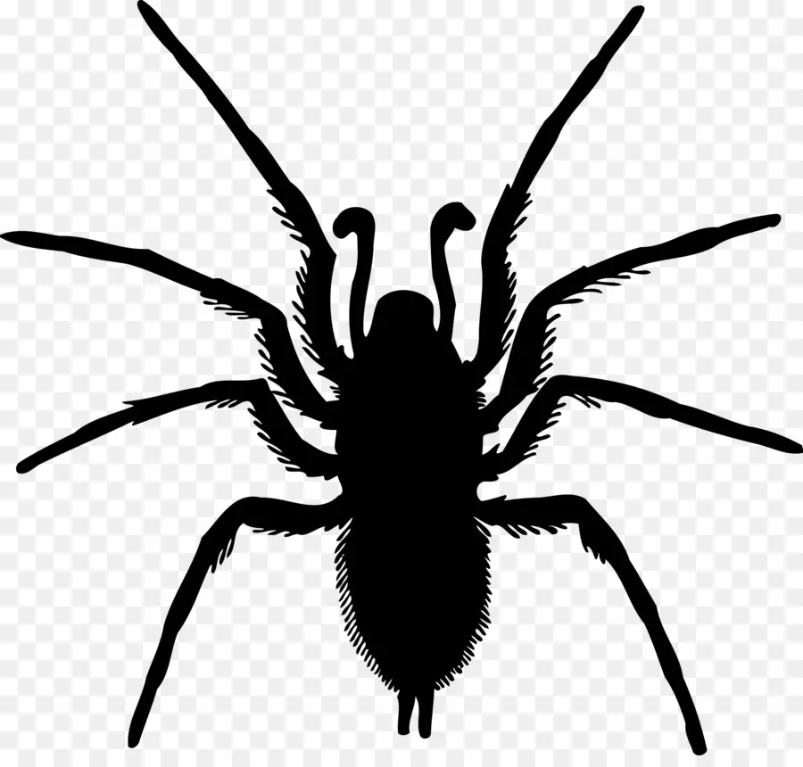 Aranha，Pernas PNG