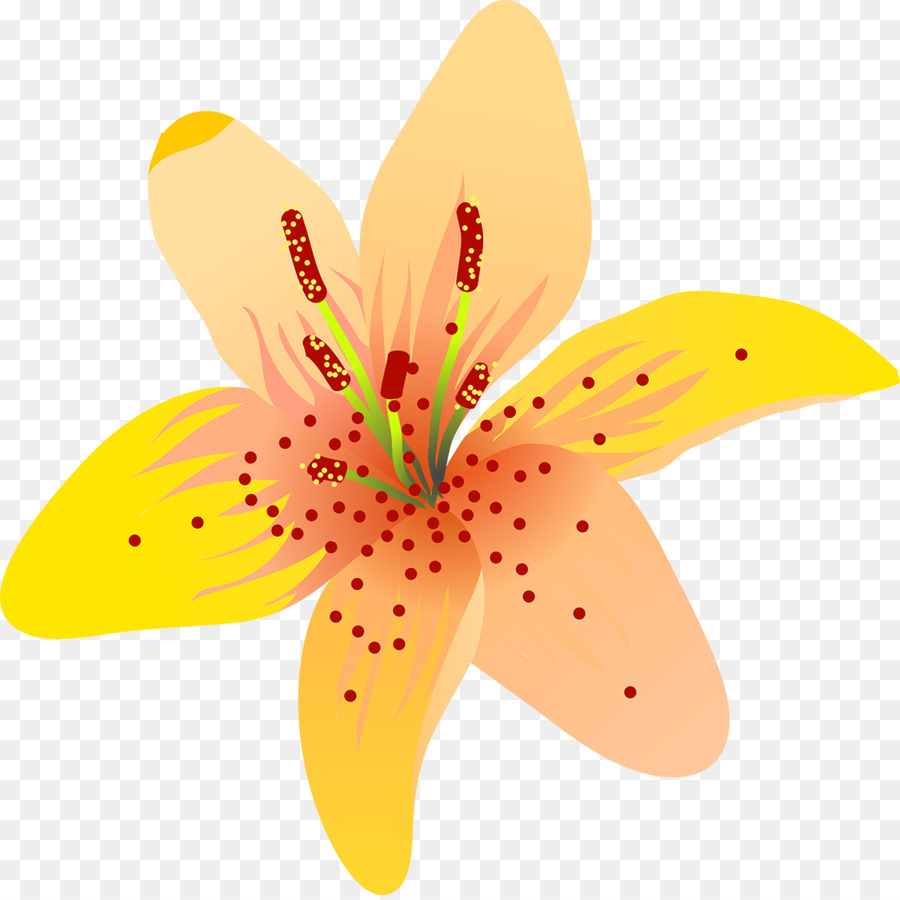 Flor Laranjeira，Florescer PNG