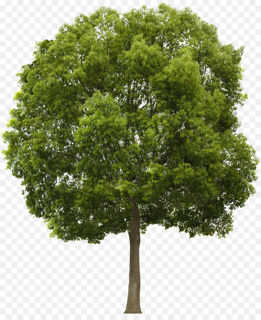 árvore，Composição Alfa PNG