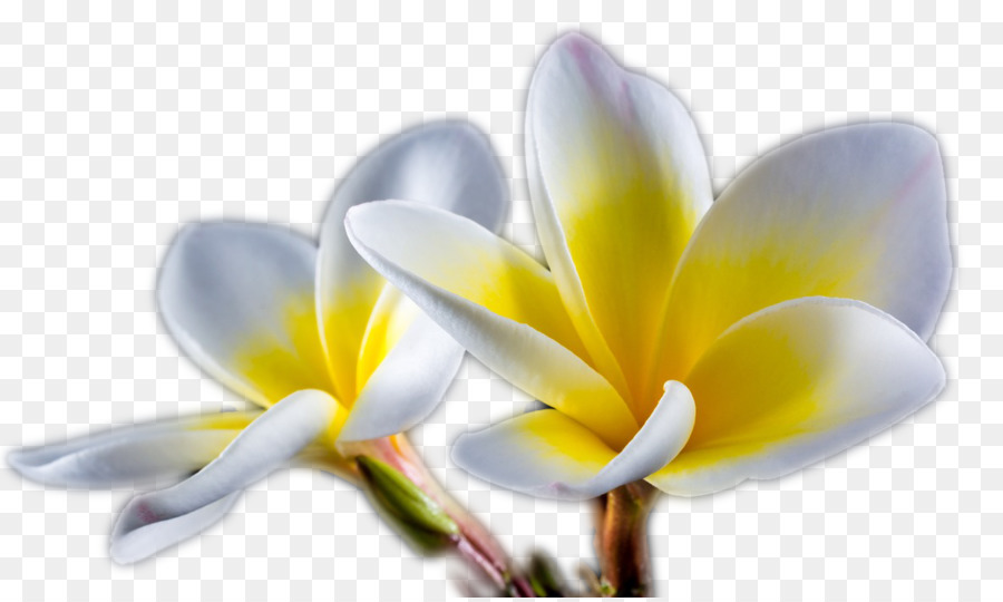 Flores Amarelas，Florescer PNG