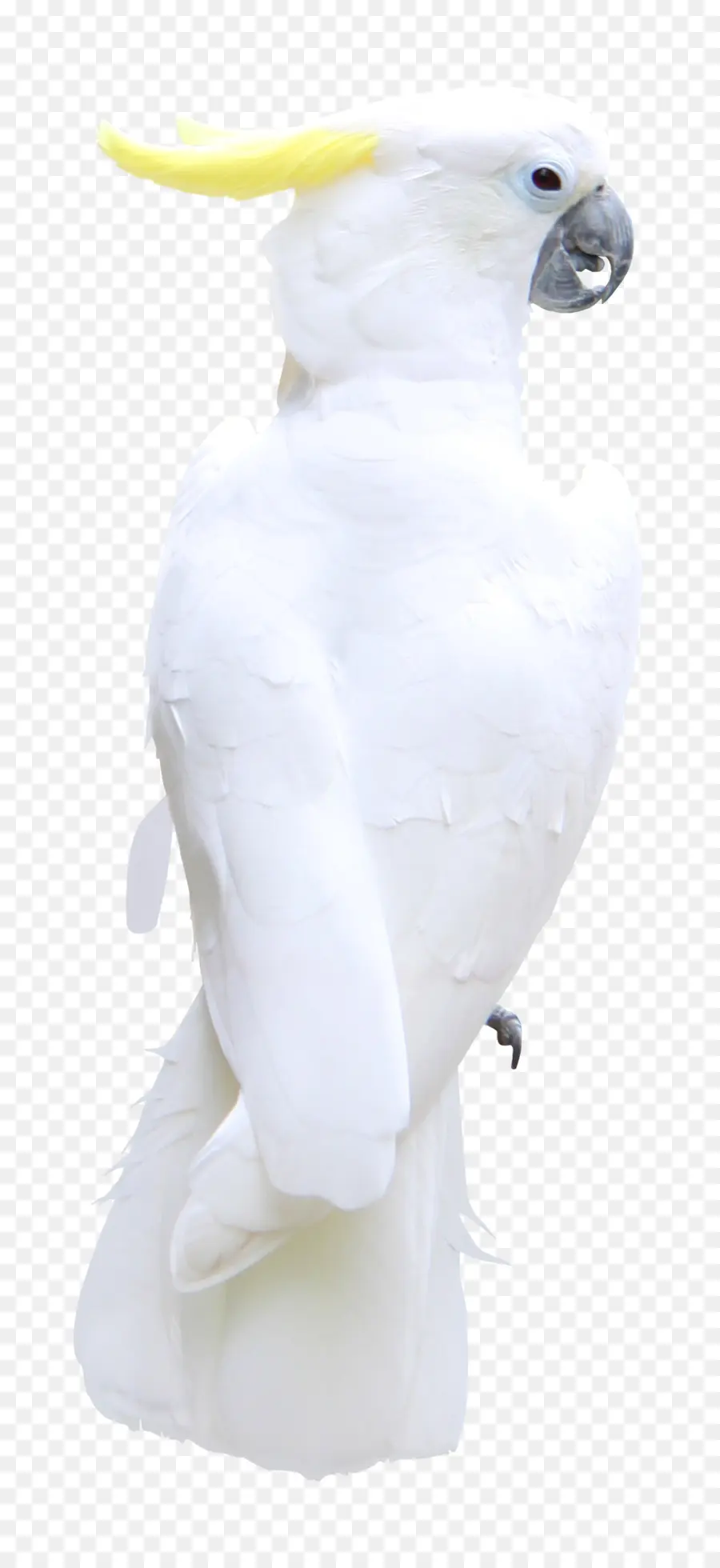 Cacatua，Papagaio PNG