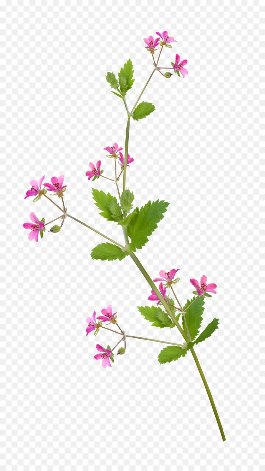 Flor，Molduras PNG