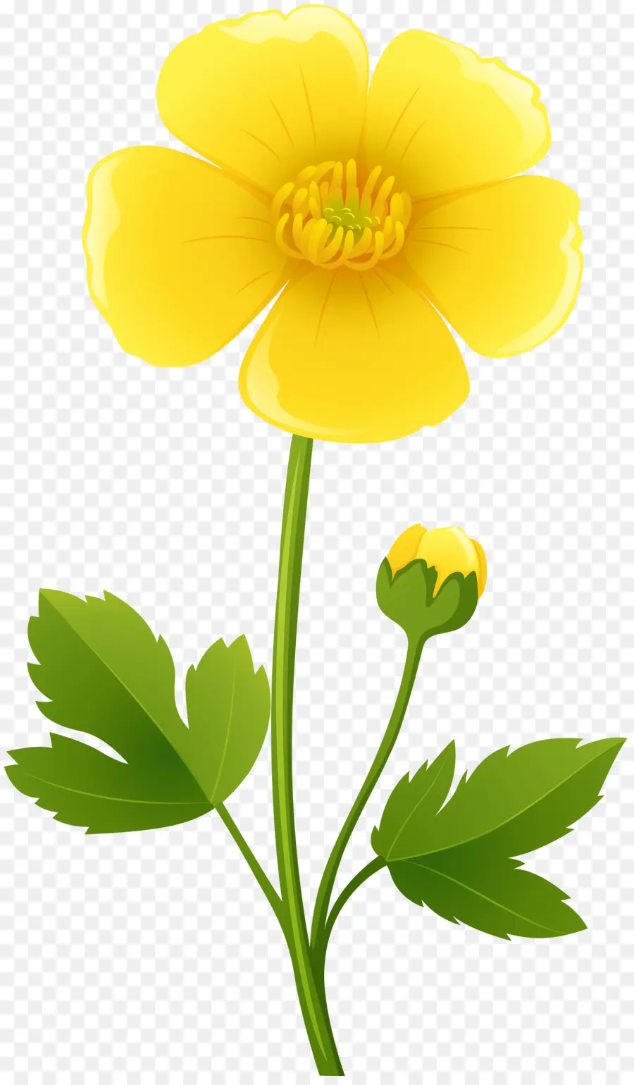 Flor，Botão De Ouro PNG