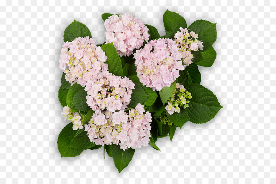 Flores De Hortênsia Rosa，Florescer PNG