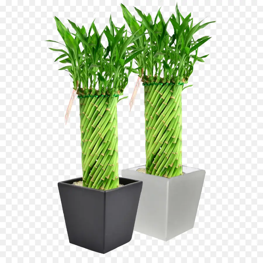 Plantas De Bambu Em Vasos，Bambu PNG