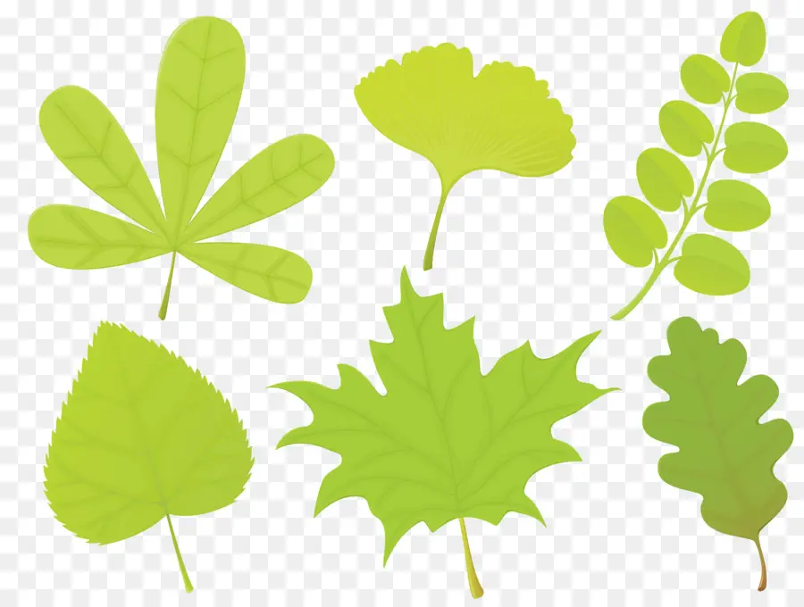 Folhas Diferentes，Natureza PNG