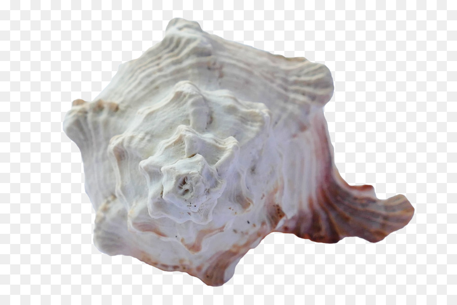 Concha，Oceano PNG