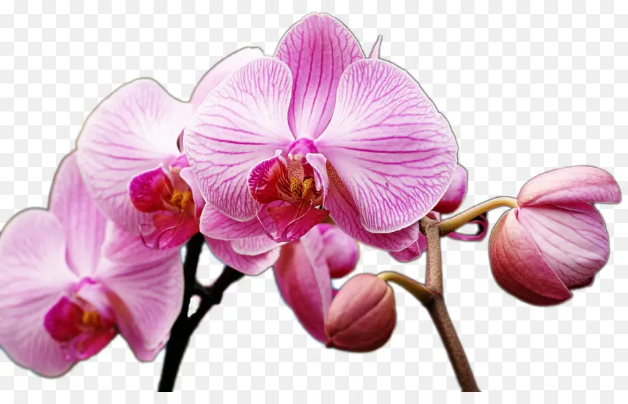 Orquídea Rosa，Pétalas PNG