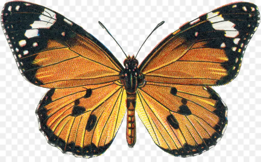 Borboleta，Borboletas Da Venezuela Nymphalidae Ii Acraeinae Libytheinae Nymphalinae Ithomiinae Morphinae PNG