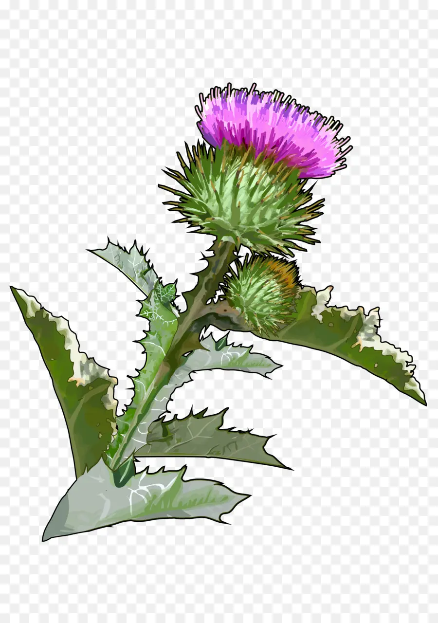 Thistle，Onopordum Acanthium PNG