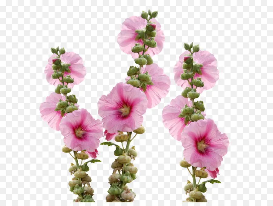 Flores Cor De Rosa，Florescer PNG