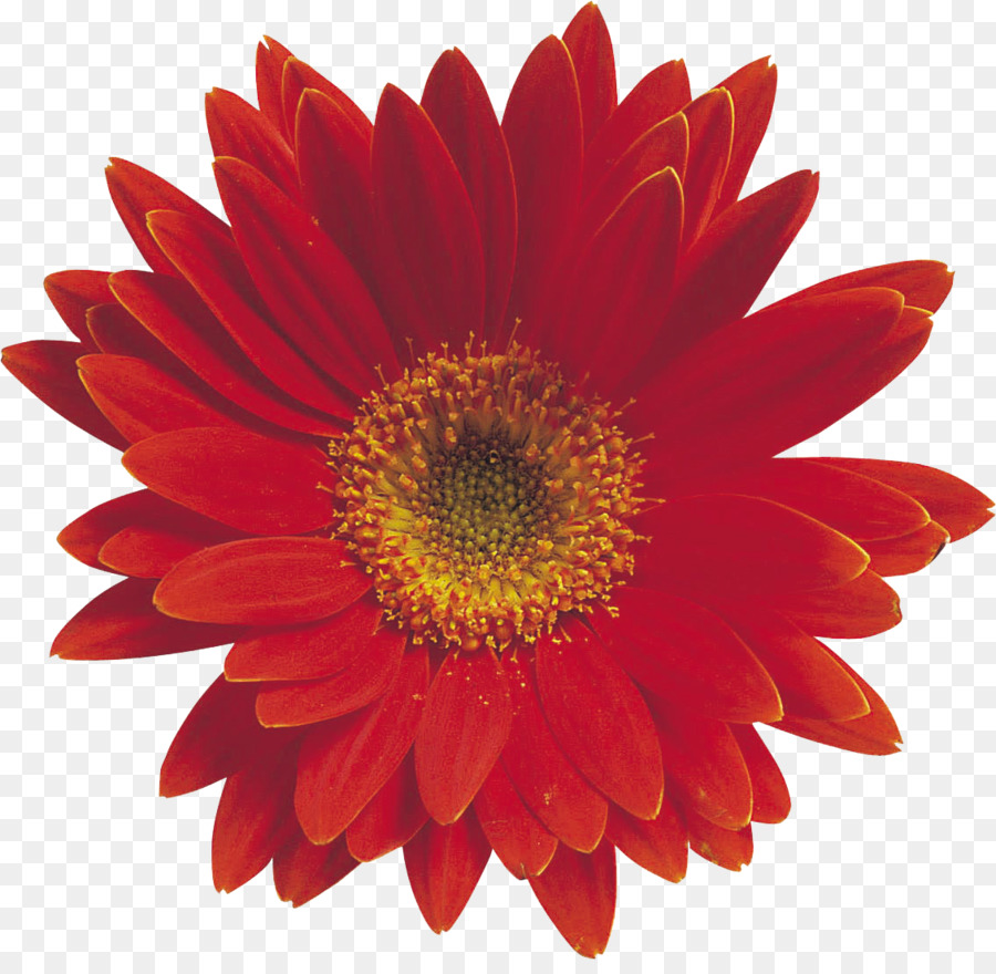 Flor Vermelha，Flor PNG