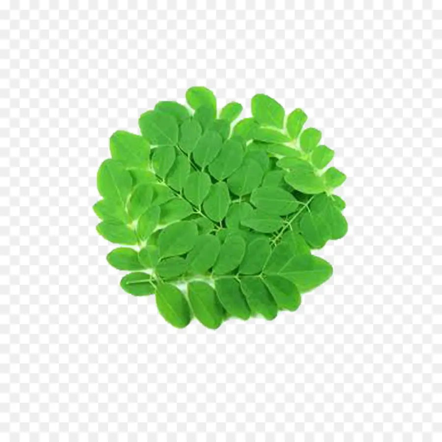 Folhas Verdes，Plantar PNG