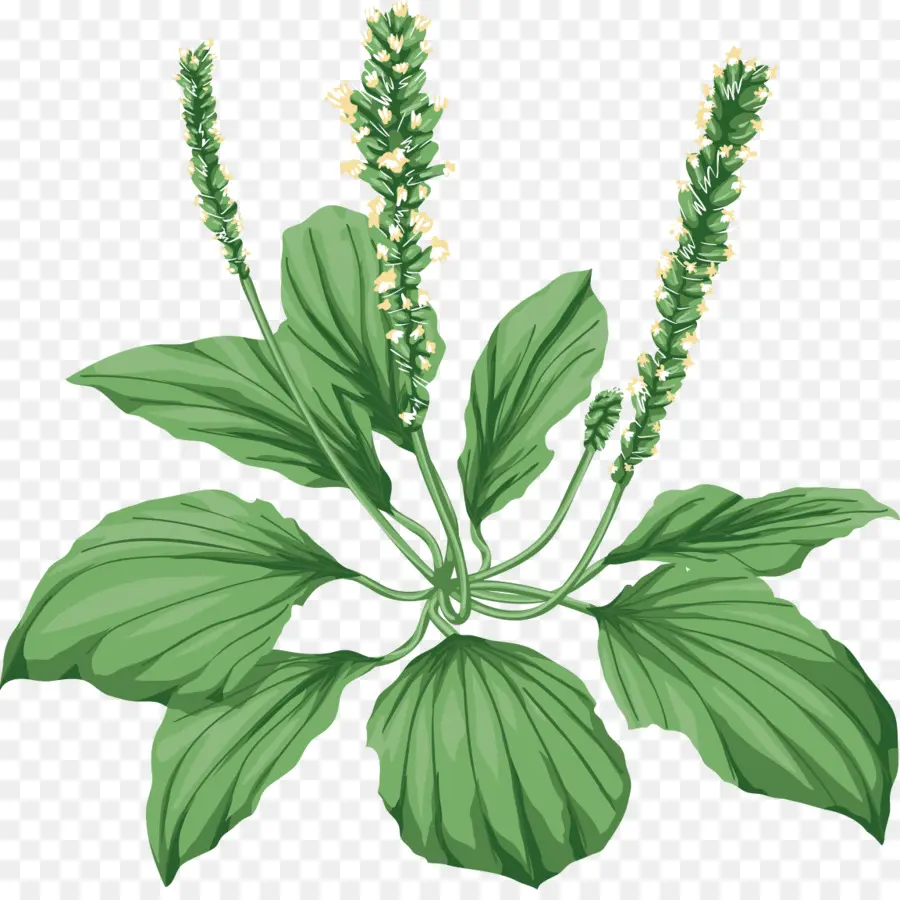 Plantas Medicinais，Planta PNG