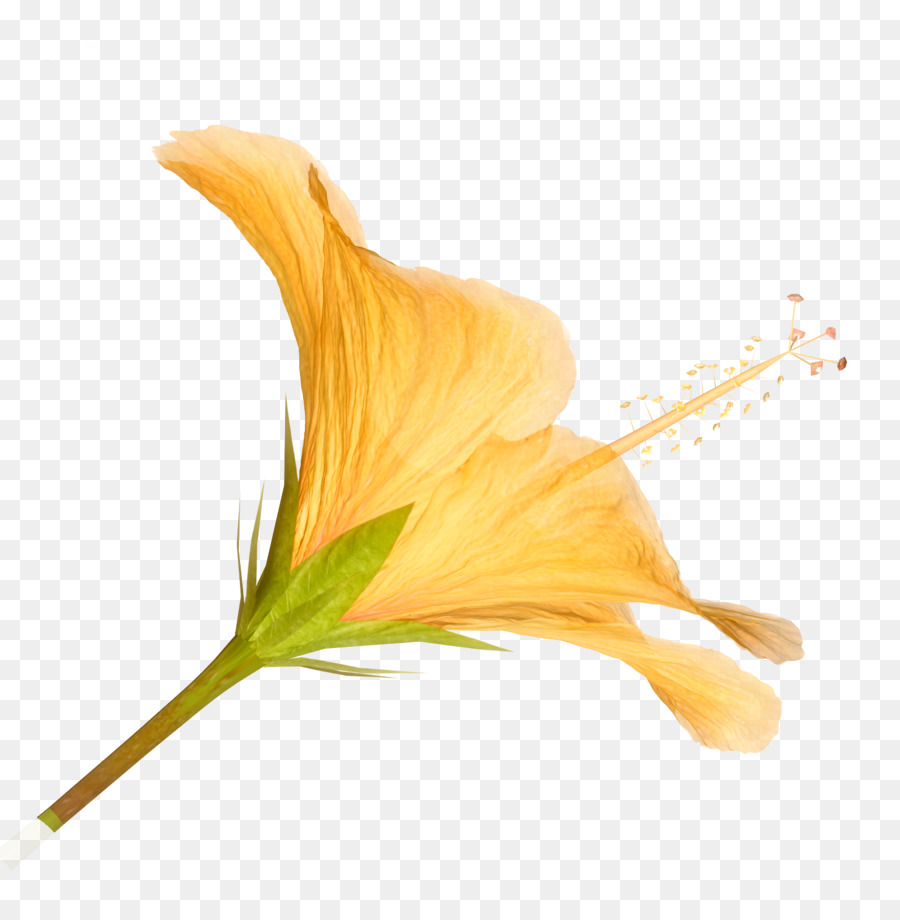 Flor，Flores Silvestres PNG