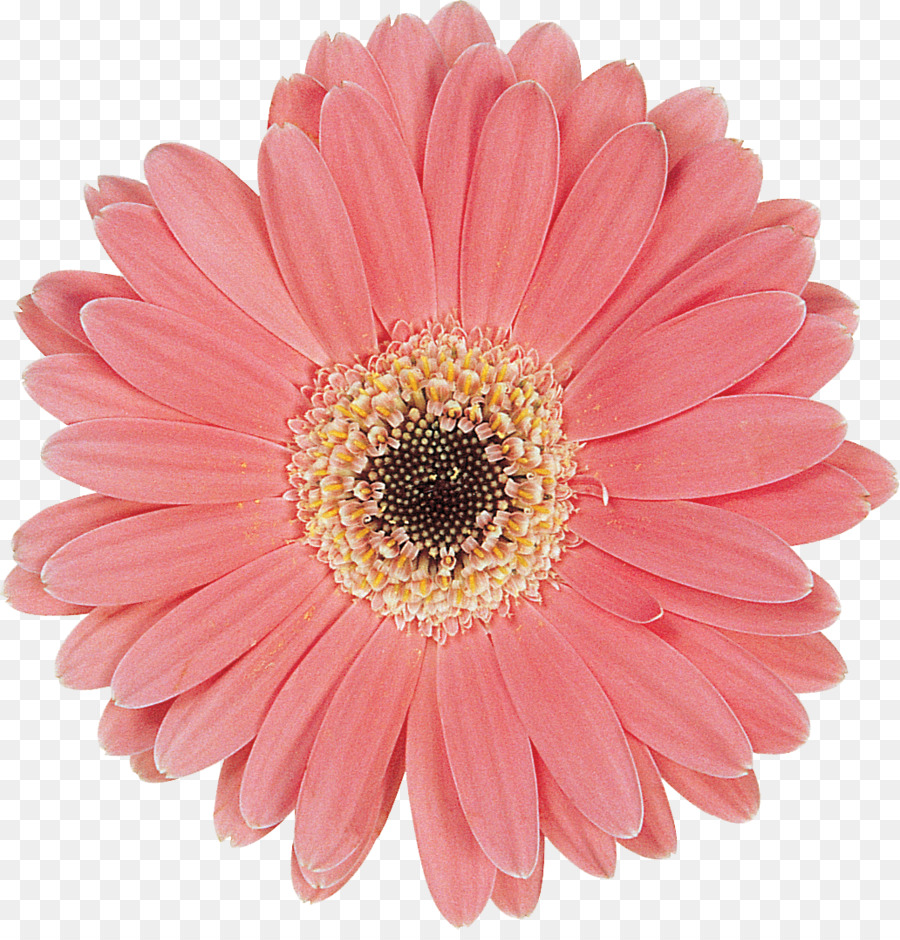 Flor，Florescer PNG