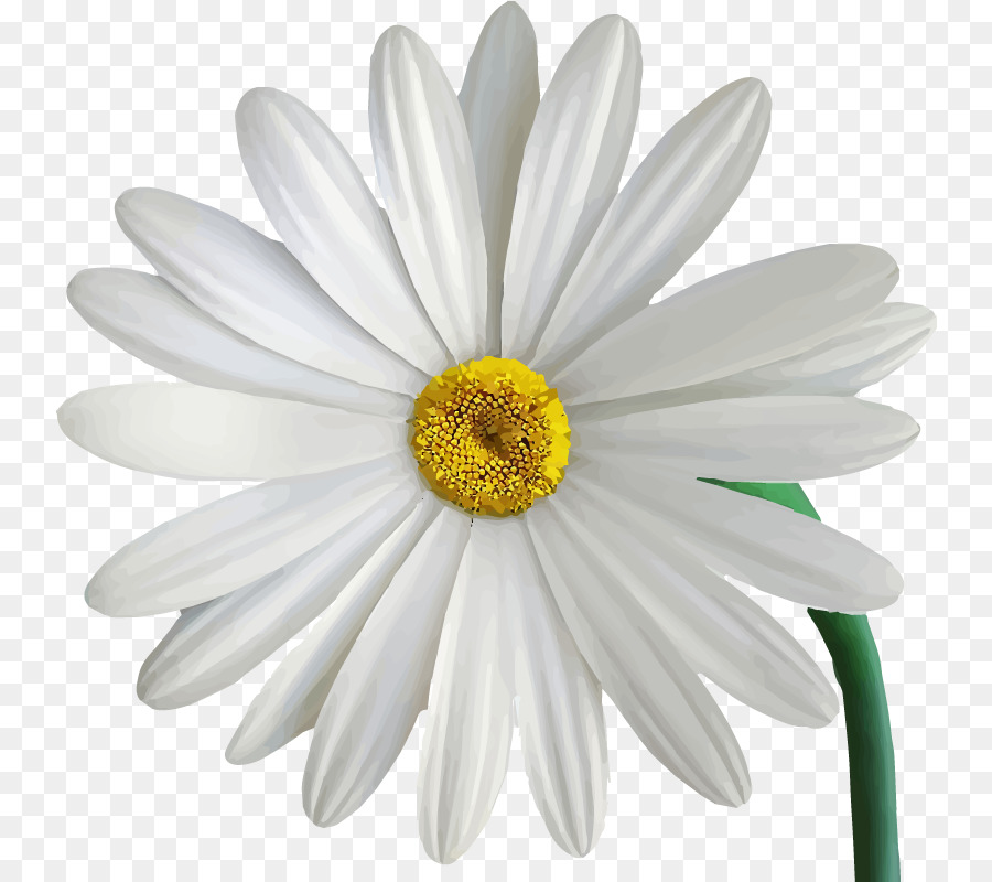 Margarida，Branco PNG