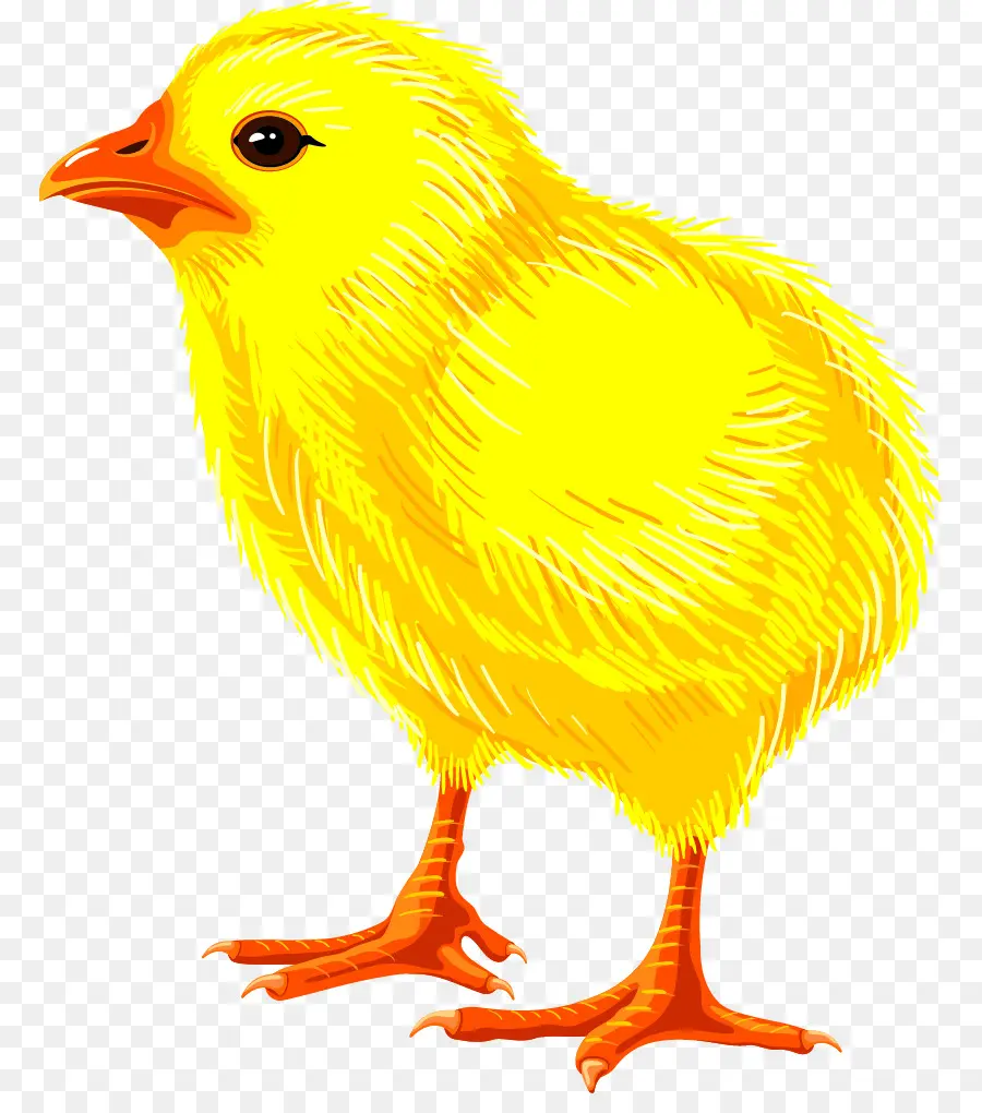 Frango，Desenho PNG