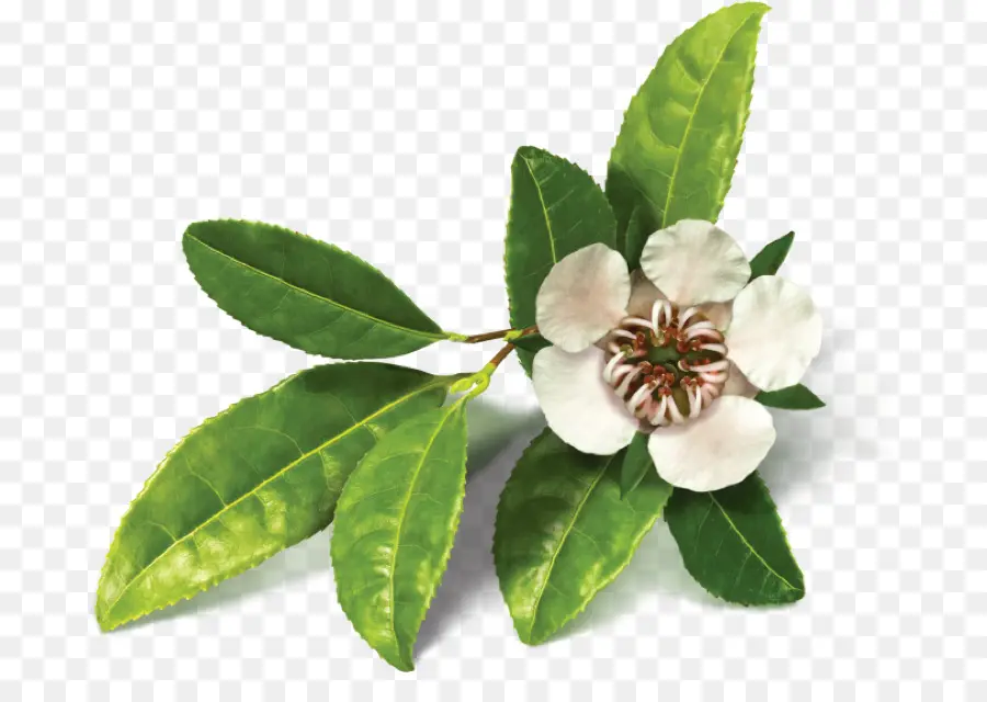 Flor E Folhas，Florescer PNG